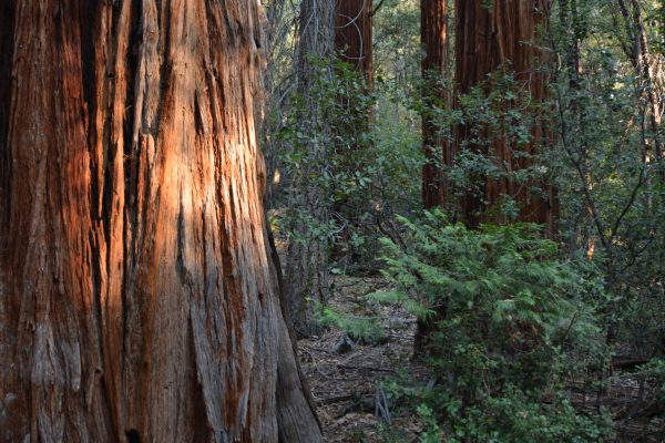 Sequoia grove