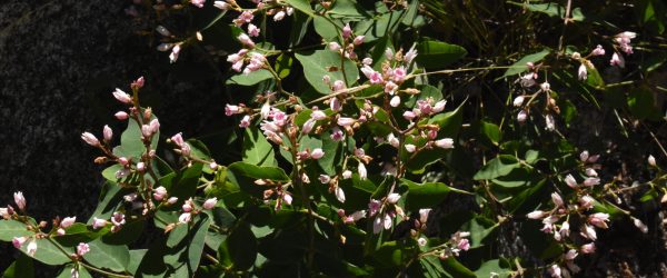 Bitter Dogbane